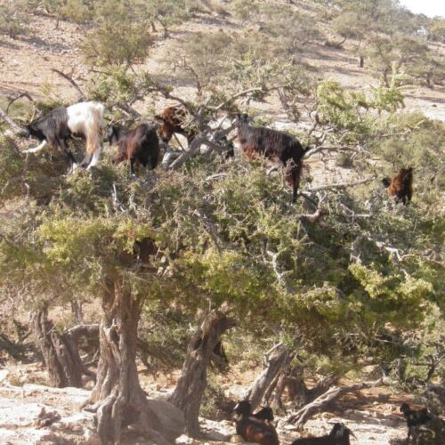agadir-souss-cote-atlantique-8-jours-7-nuits-1