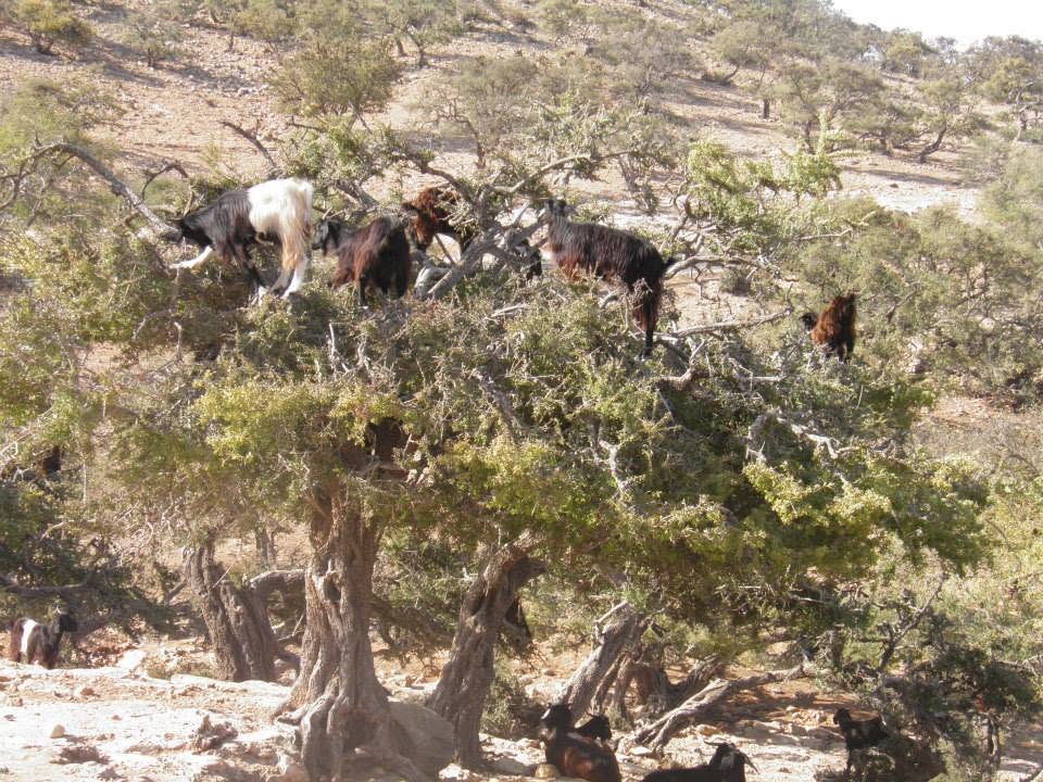 agadir-souss-cote-atlantique-8-jours-7-nuits-1